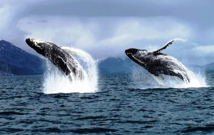 two hummpback whales - Meditasyon Okulu