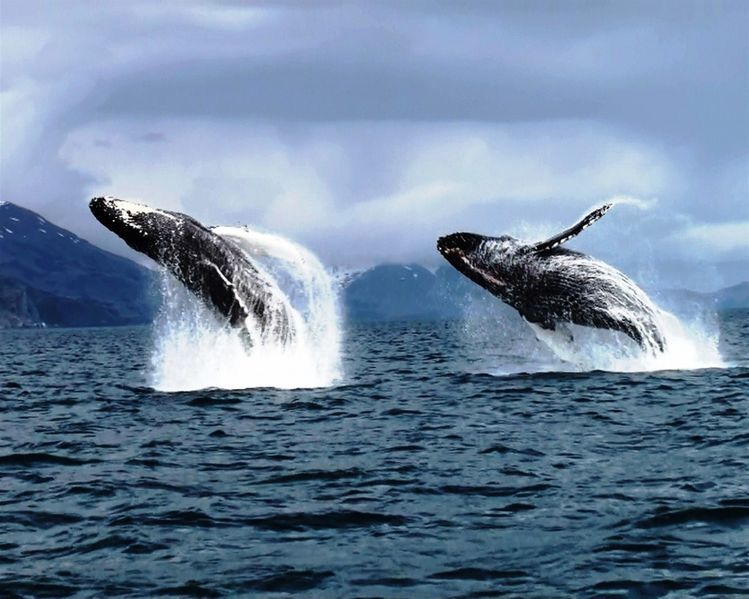 two hummpback whales - Meditasyon Okulu