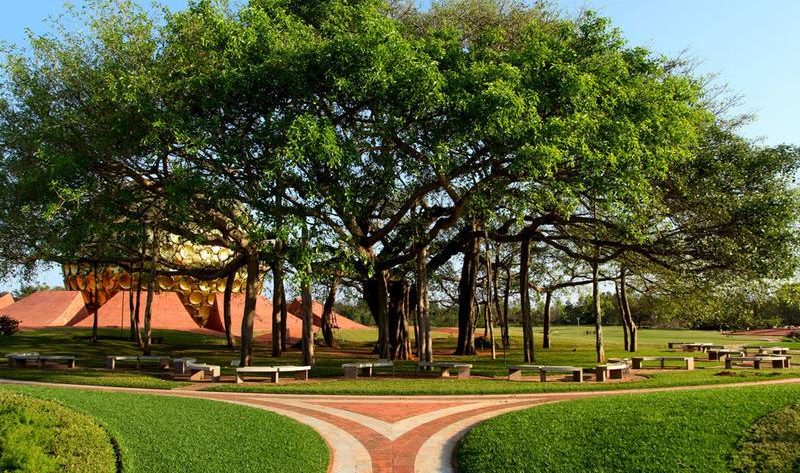 Banyan Tree Photo - Meditasyon Okulu